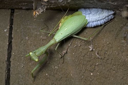 Miomantis caffra